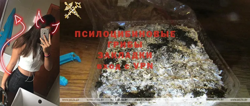 Псилоцибиновые грибы GOLDEN TEACHER  купить наркотики сайты  Североморск 